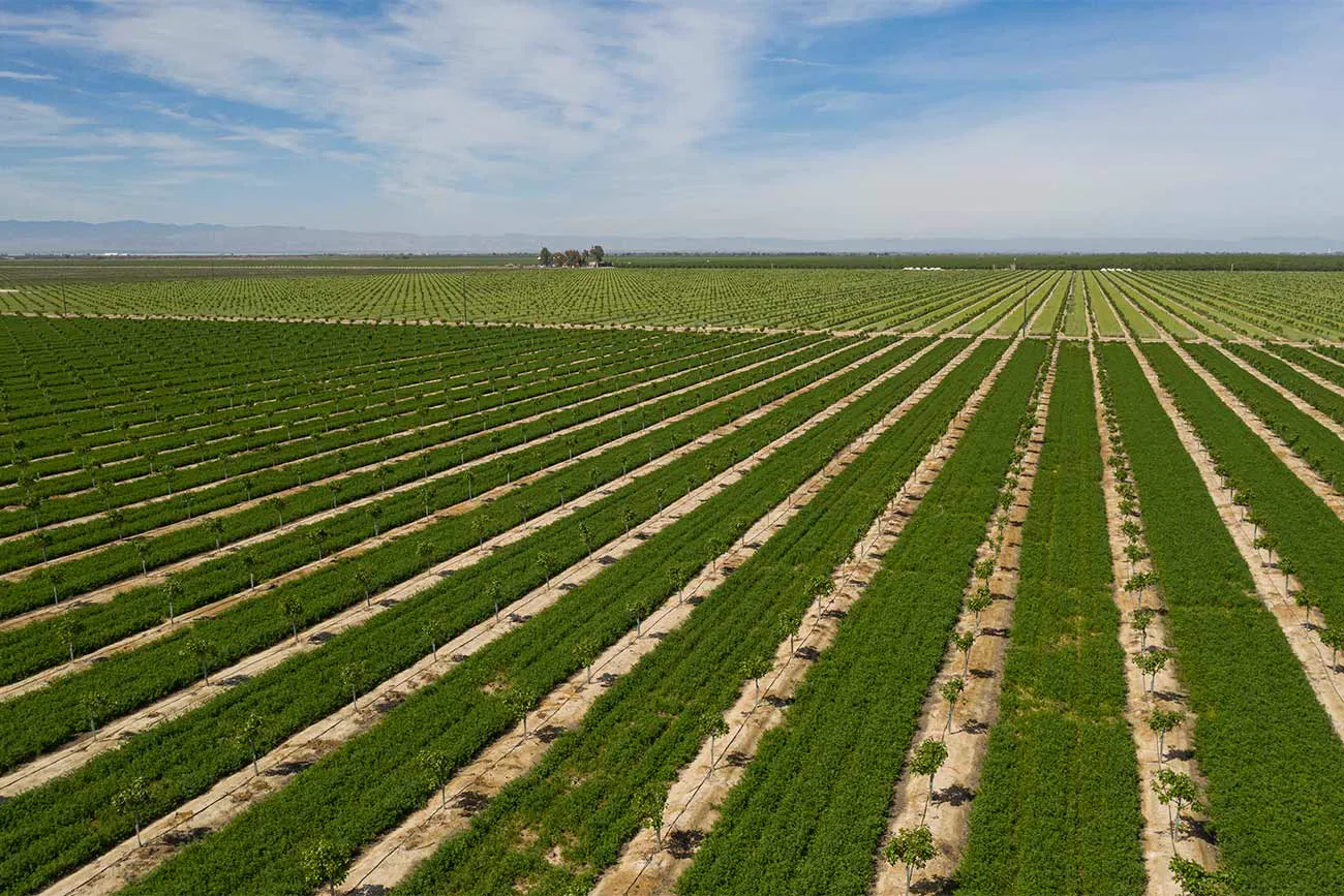 Acemij Farms from the air: long straight rows of young trees with green cover crop between them, running to the horizon.