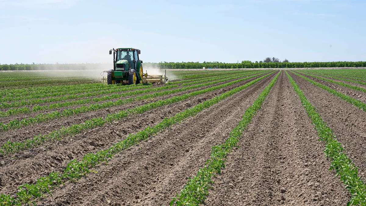 A green tractor cultivating between long rows of young row-crop plants at A.J. Carvalho and Sons, dust rising behind it.